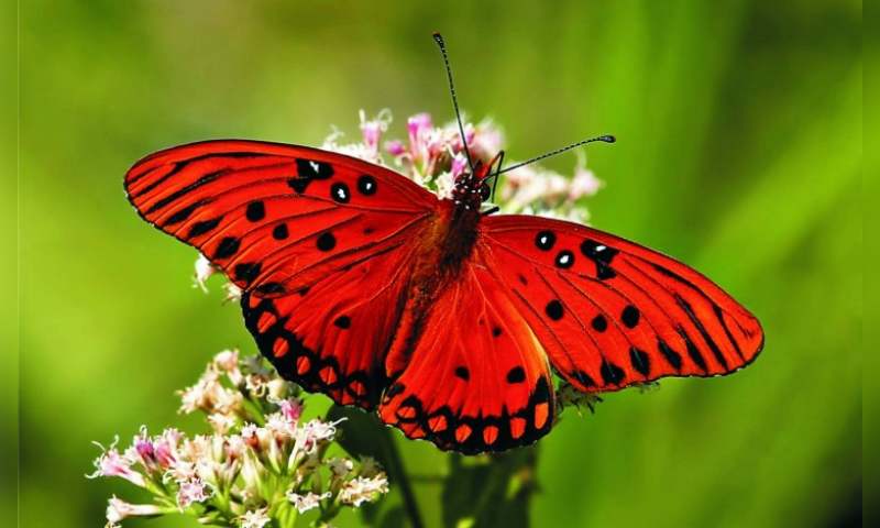 Có rất nhiều những loài bướm khác nhau trên thế giới với màu sắc đa dạng