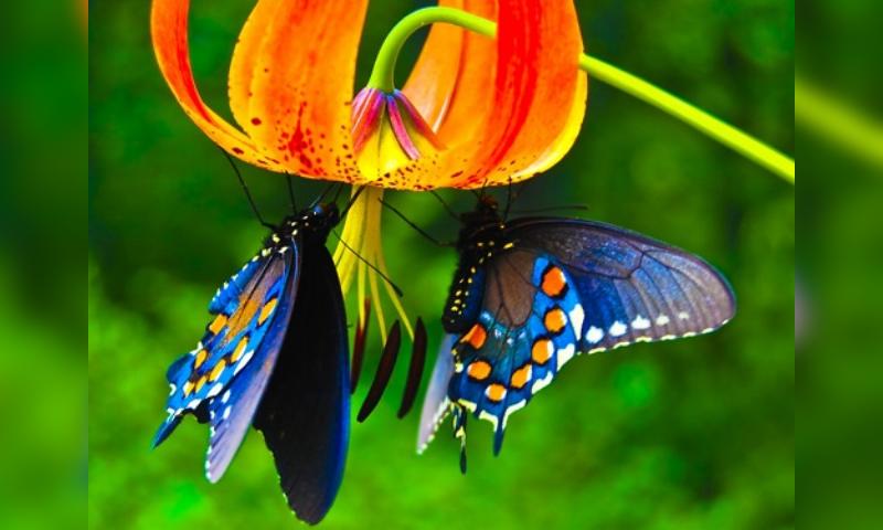 Những đôi bướm bay cùng nhau mang theo điềm báo may mắn
