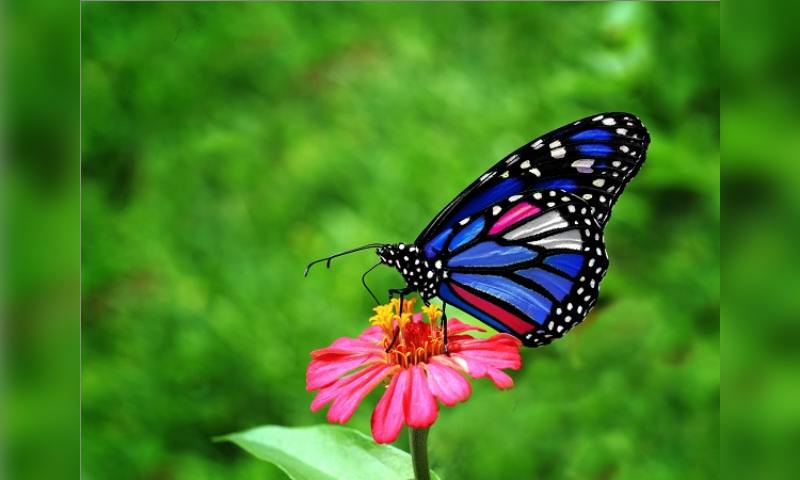 Những con bướm tuy đơn giản nhưng mang theo nhiều ý nghĩa nhất định
