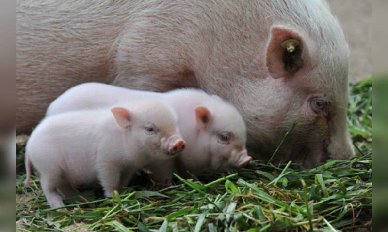 Những chú lợn mang đến cho gia đình sự sung túc đủ đầy