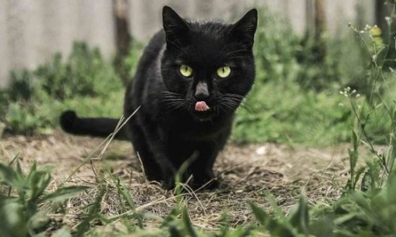 Mơ thấy mèo đen thể hiện cho sự thông minh và độc lập