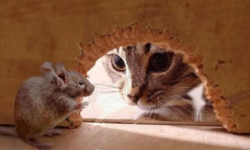 Mơ thấy mèo bắt chuột tượng trưng cho khả năng nắm bắt cơ hội
