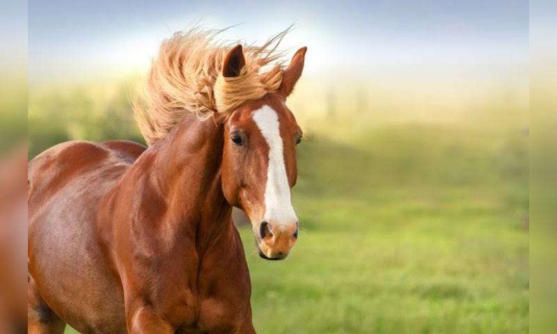 Ngựa là loài động vật vô cùng gần gũi và quan trọng đối với con người