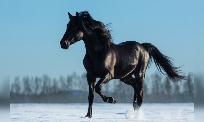Mơ thấy con ngựa đang chạy băng băng bạn có thấy lo lắng không