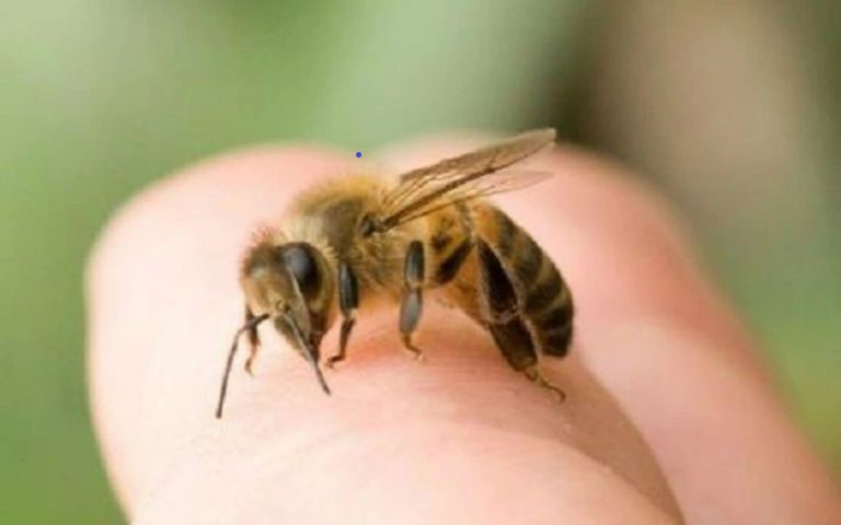 Mơ thấy ong nên đánh số lô đề bao nhiêu may mắn?