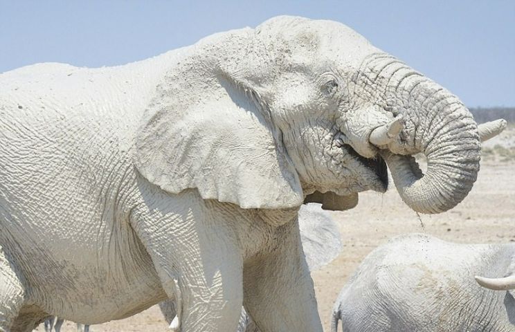 Mơ thấy voi trắng nên đánh lô đề số bao nhiêu?