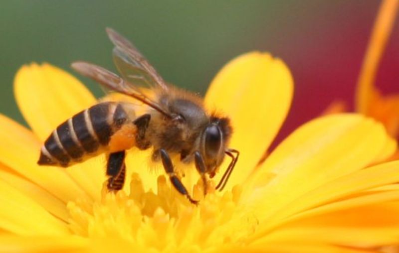 Ý nghĩa giấc mơ thấy ong nên đánh đề số gì chuẩn?