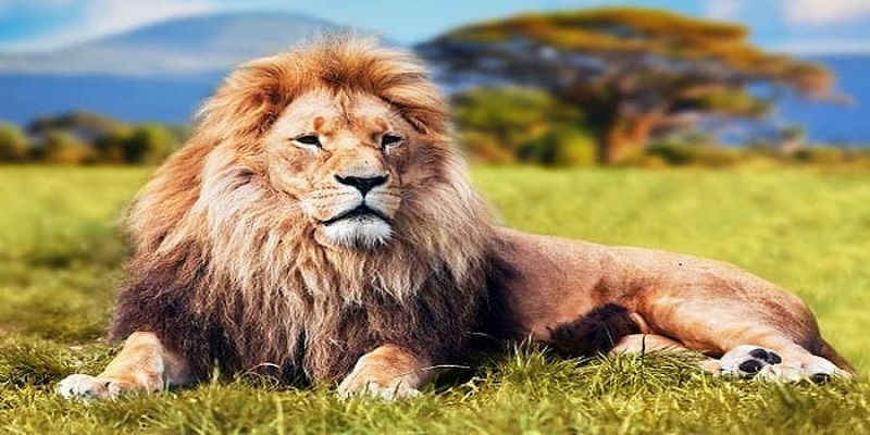 Bạn nên cẩn trọng hơn trong cuộc sống khi chiến đấu với sư tử trong giấc mộng