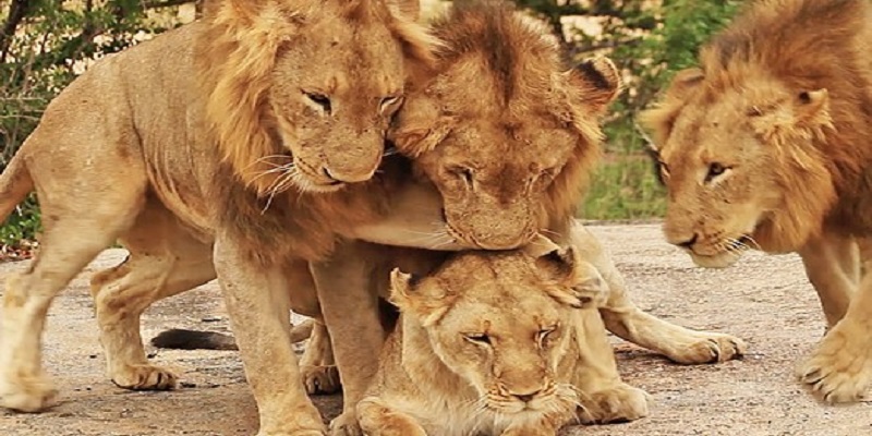 Sư tử nằm gọn trong lòng mang theo điềm báo tình cảm tốt lành