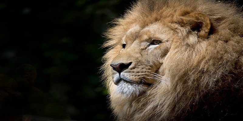Bạn không nên quá sợ hãi nếu sư tử bỏ chạy trong mơ